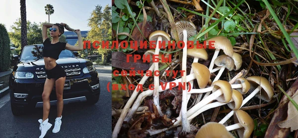 PSILOCYBIN Михайловка